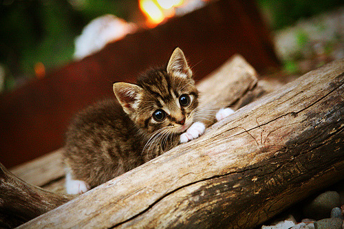 当美式个人英雄主义遇上中国整体篮球哲学，深圳队如何让哈利伯顿的57分成为空砍？
