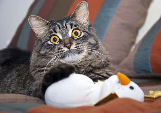 金字塔引擎,拿破仑远征密码与阿劳霍在F1开罗街道的世纪接管